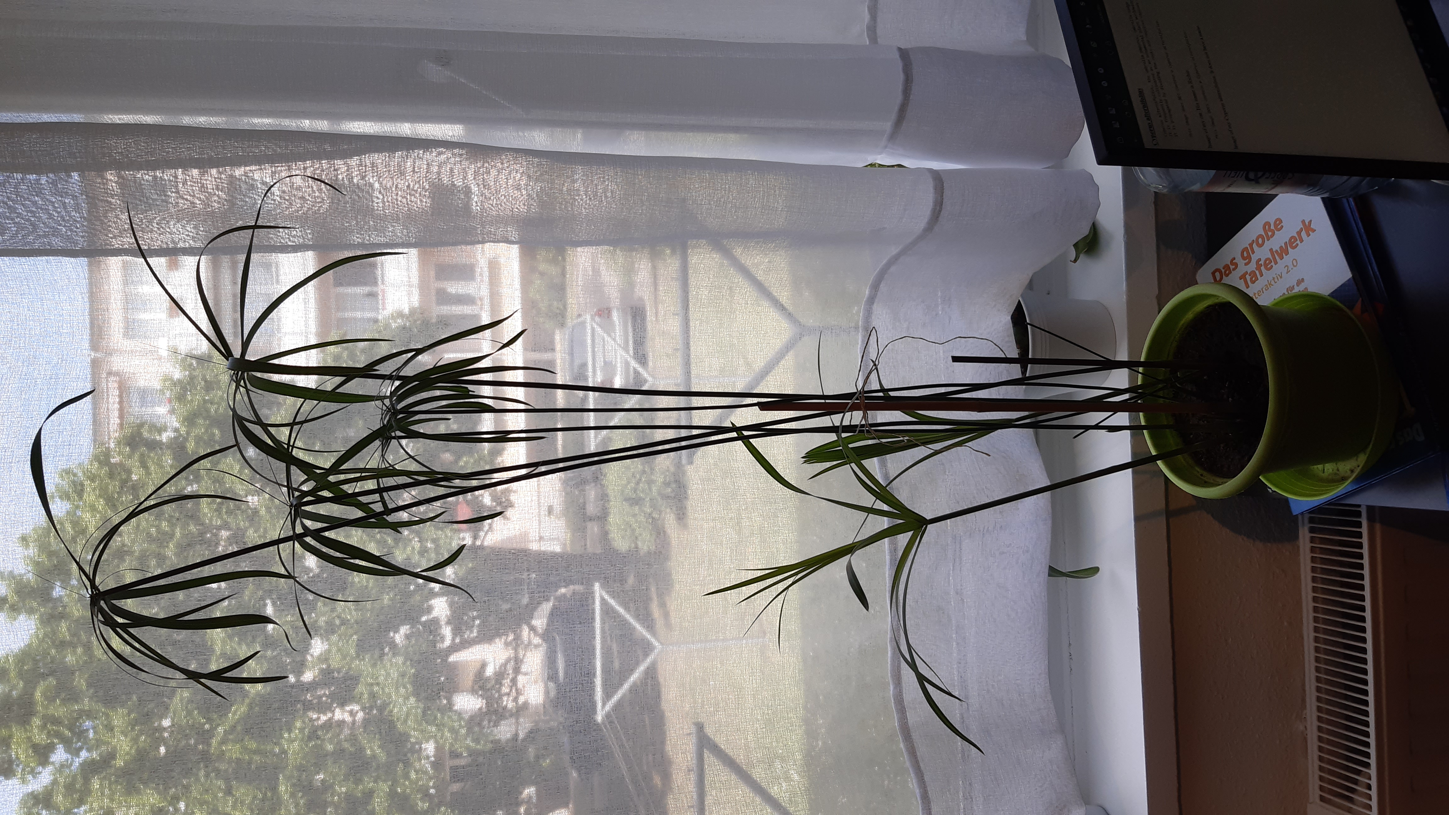 Image of my Cyperus alternifolius. It does not have a name.